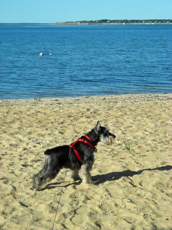 Champ-on-beach.jpg