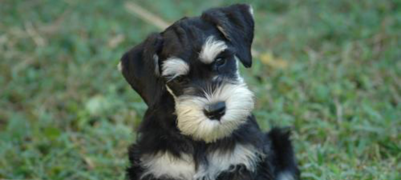 schnauzers needing a home